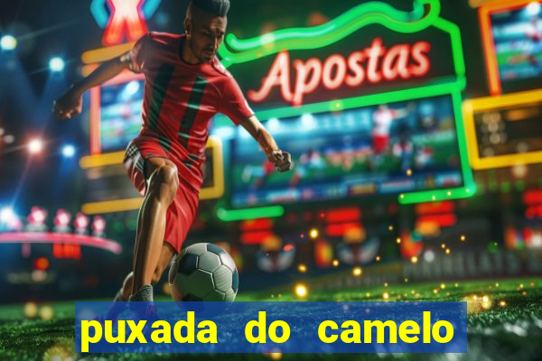 puxada do camelo jogo do bicho